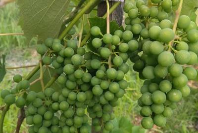 Vand casa batraneasca cu anexe si teren generos - 6