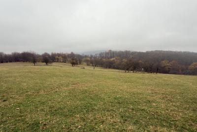 Teren de 35000 mp, în Cisnădioara - 5