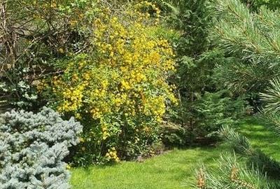 Vanzare vila 5 camere | Langa padure | Bucuresti | Baneasa - 14