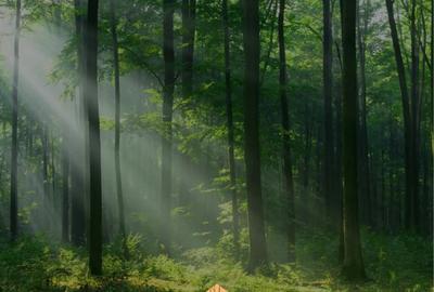 Teren de 554 mp, în Izvorani - 8