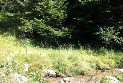 Teren de 4200 mp, în Rășinari - 8
