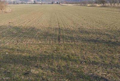 Teren de 7000 mp, în Gura Vitioarei - 2