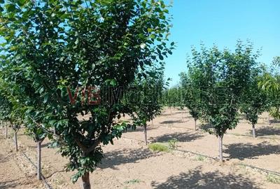 Teren intravilan de 16000 mp, în Belinț - 7