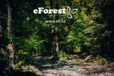 Loturi de casă 720 - 900 mp, langă Pădure în eForest, acces asfaltat - 4