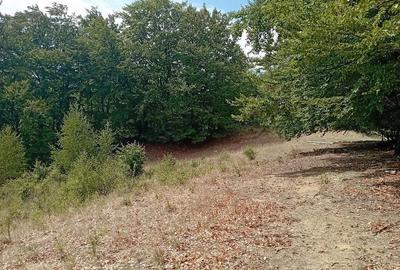 Teren de 3500 mp, în Valea Babei - 7
