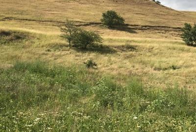 Teren de 11500 mp, în Micăsasa - 2