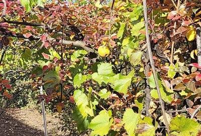 Proprietate situată la Vadu Pașii, stradal, central, cu potențial comercial - 2