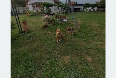Casă cu 4 camere în Alimpești - 6