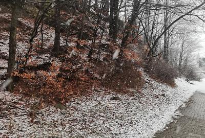 Teren de 4220 mp, în Bușteni - 5