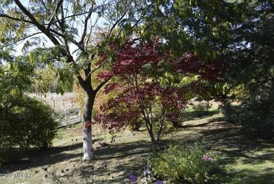 Topoloveni - Conacul Ion Mihalache, Domeniu pe 5 Hectare - 50