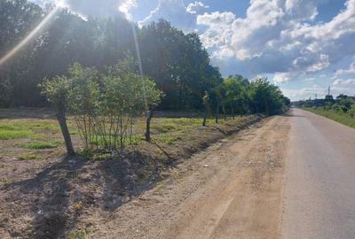 Teren Cerbu - Albota - cu PROIECT CASA si AVIZE - 4