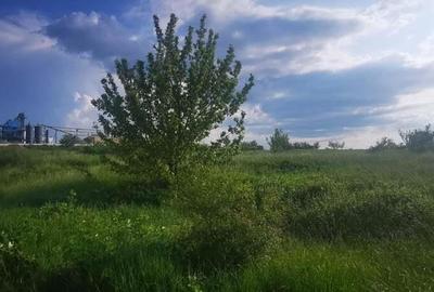 Teren intravilan 5 hectare comasat Bocsa 6 euro mp negociabil - 10