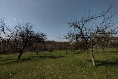 Teren de 6800 mp, în Șișești - 1