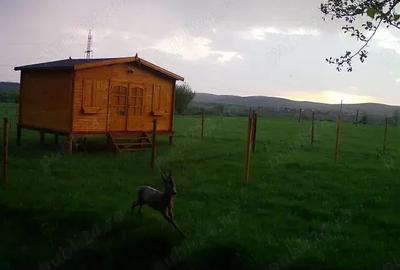 Teren de 16800 mp, în Sibiel - 2