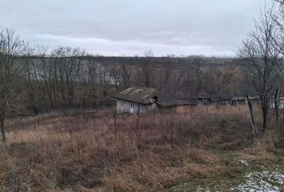 Teren de 12000 mp, în Vladnic - 3