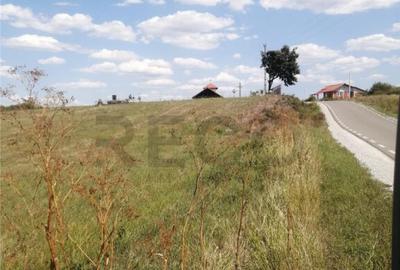 RECO, Teren in Pausa, Nojorid - 5