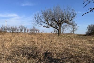 Teren Construcții intravilan de 6707 mp, în Cetariu - 7