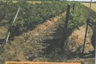 Teren extravilan Pietroasele, ID: R2586802 - 5