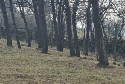 Spațiu comercial, în Drajna - 1