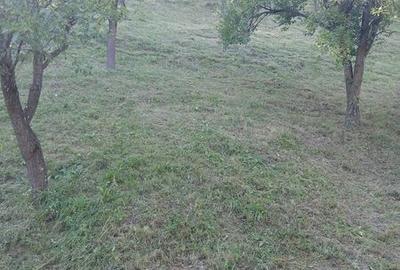 Teren de 9000 mp, în Salva - 7