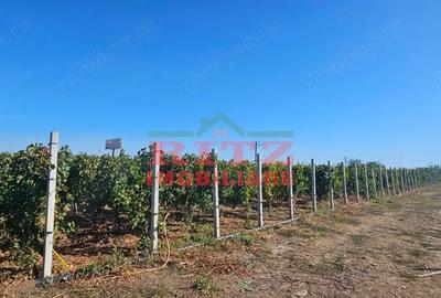 Teren de 56800 mp, în Fărcașele - 5