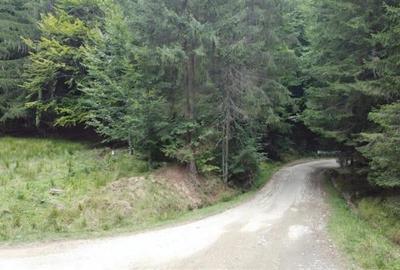 Teren 7 ha, Lac Vidraru, Podis Molivis - 2