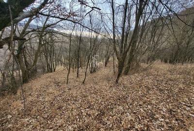 Teren de vanzare intravilan, 10 000 Mp , Sighisoara - 4