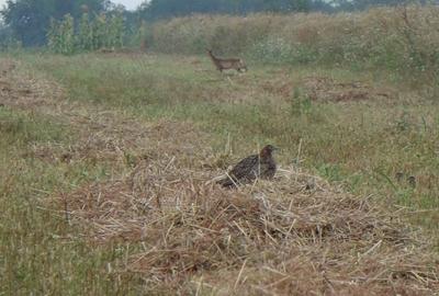 Teren în Periș - 1