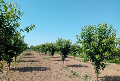 Teren intravilan de 16000 mp, în Belinț - 3