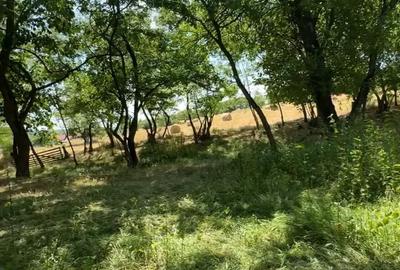 Teren de 4630 mp, în Rădmănești - 1