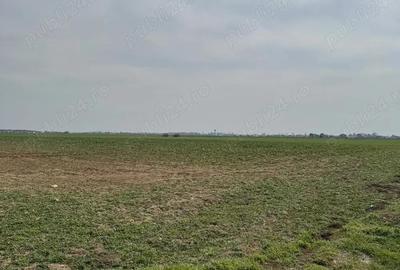 Vanzare Teren intravilan 5000mp Magurele - 3