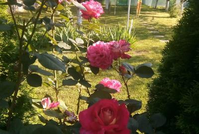 Casă cu 3 camere în Central - 3