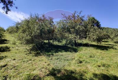 Teren de 3718 mp, în Remetea Chioarului - 8