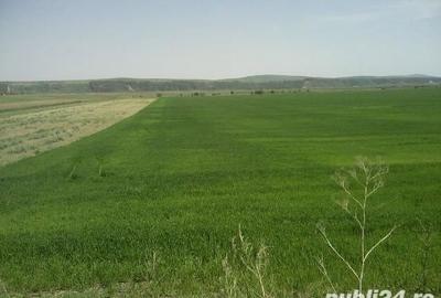 Teren de 15000 mp, în Dobreni - 2