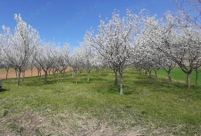 Teren de 3260 mp, în Tileagd - 2