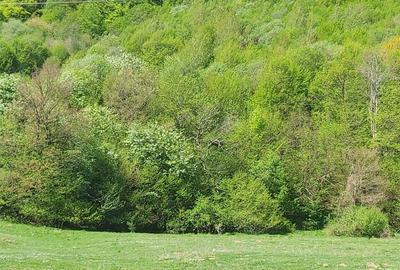 Teren de 8500 mp, în Părău - 6