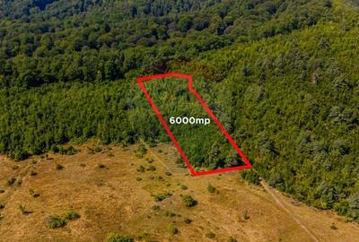 Teren extravilan de 6000 mp, în Crizbav - 1