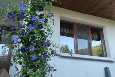 Casă cu 3 camere cu Teren 7700 Mp în Nojag - 5