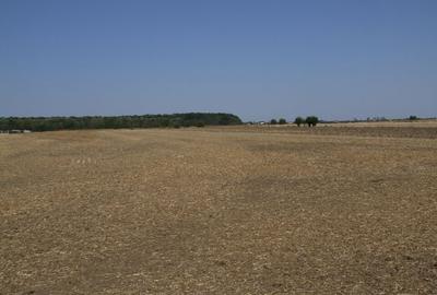 Clinceni-Ordoreanu intre padurea Teghes si Ordoreanu - 11