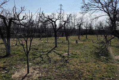 Casă cu Teren 2579 Mp în Colanu - 4