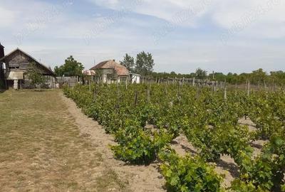 Casă cu 6 camere în Ostroveni - 2