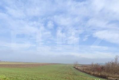 Teren de 15000 mp, în Miroslava