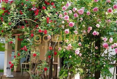 IANCU NICOLAE/ GRADINA SUPERBA/LOCURI DE PARCARE/SPATII GENEROASE - 54