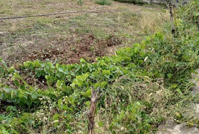 Vand casa batraneasca - 5