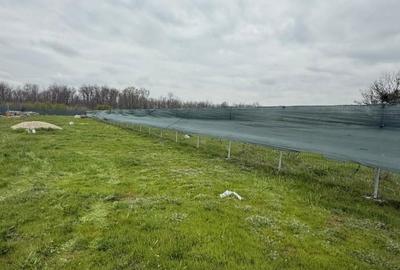 De vanzare teren intravilan Magurele zona Pruni - 3