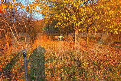 Teren de 3484 mp, în Viforâta - 4