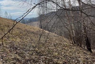 Vanzare Teren cu Punct de Belvedere in Moieciu zona Magura-Pestera - 20