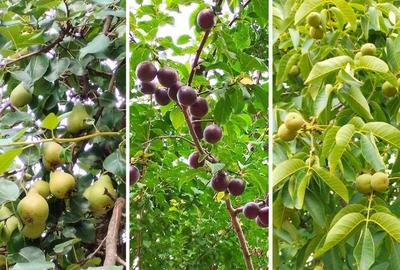 Casă individuală cu 3 camere cu Teren 2700 Mp în Copou - 3