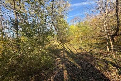 Teren langa pădure 6400mp+casa demolabila-deschidere 35 ml - 8