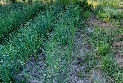 Casă cu 3 camere cu Teren 1550 Mp în Berceni - 11